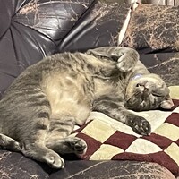 ねこ