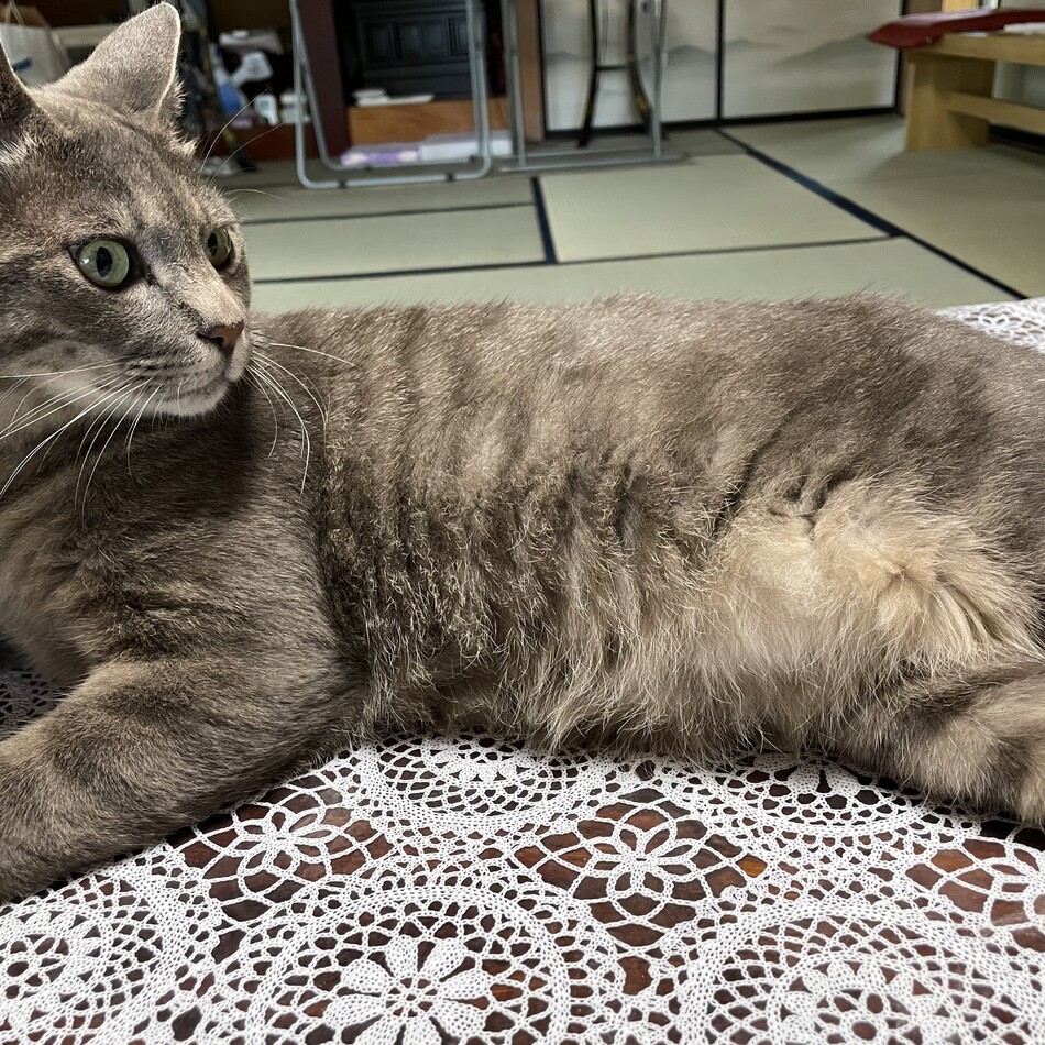 ねこのカバー写真