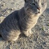 初めてうちに迷い込んだ日