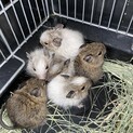 デグーベビー、引渡しは11月後半～