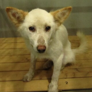 里親様が決まりました