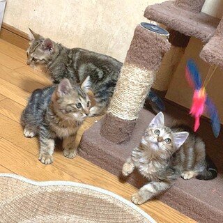 クラシカル★ファミリー