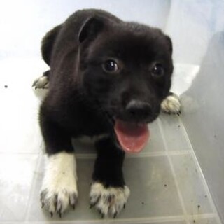 里親様のお迎えがありました。子犬♀