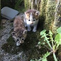 ※急募※近所で生まれた生後1ヶ月以内の子猫2匹