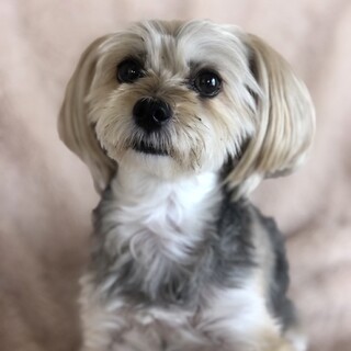 元気で甘えん坊なココちゃんです。