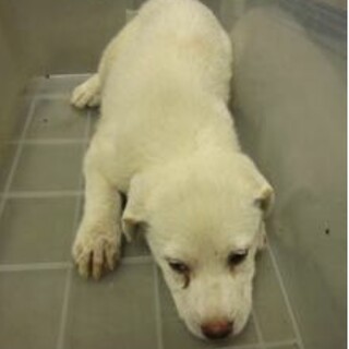 里親様のお迎えがありました。子犬♂
