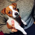 ジャックラッセルテリア♀3歳