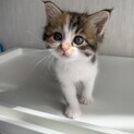 生後1ヶ月か2ヶ月くらいの子猫２匹