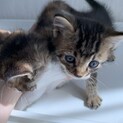 生後1.2ヶ月くらいの子猫います