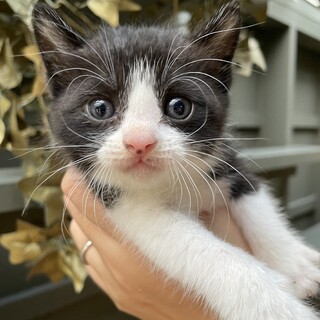 【子猫】かわいすぎのハチワレの子猫