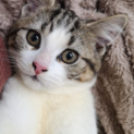 廃棄ブリーダーよりレスキュー(子猫①)