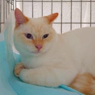 (お見合い予定)ブルーアイ「蒼（あおい）」