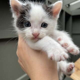 【子猫】かわいすぎる白黒ブチちゃん
