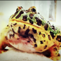 ベルツノガエル