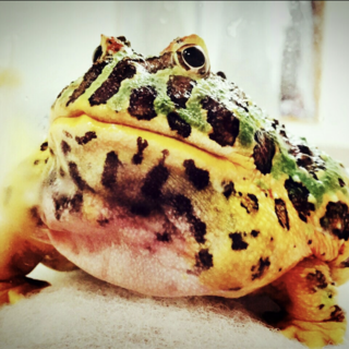 ベルツノガエル