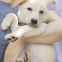 3ヶ月仔犬トライアルです