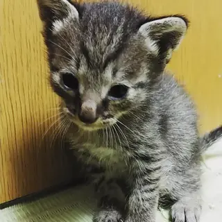 一旦、募集を停止します。