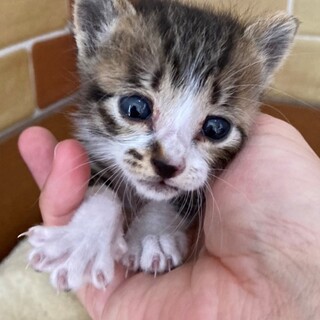 ♪ かわいい男の子 キジ白 生後２週間弱 ♪