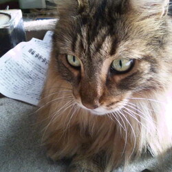 「ベルクさん、グリムリーパーさんにヘタれる！」サムネイル2