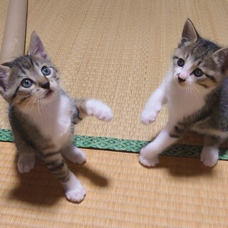2ヶ月オスの兄弟。2匹一緒に迎え入れてくださる方！