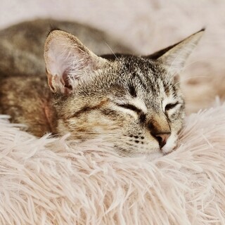 しおちゃん♡家族ができました