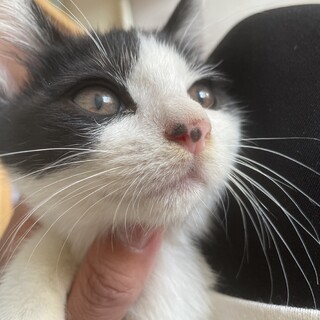 【小平市】綺麗なハチワレの可愛いポヨくん