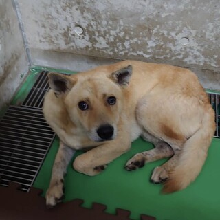 最終期限 若そうな中型わんこ 3-7-38