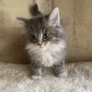 ホワイト&ブルータビーノルウェージャン♂