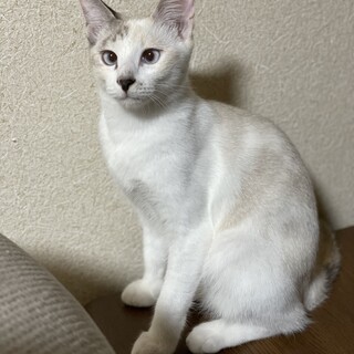 ツンデレ美猫☆ふうちゃん４ヶ月