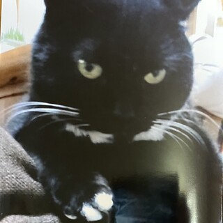 成猫くーちゃん