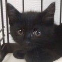 黒モフの子猫 生後２ヶ月 10月13日に保護