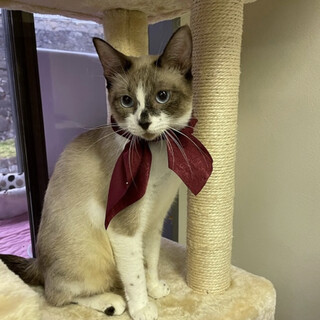 【10/31東銀座】凛ママ 2歳♪シャムMIX