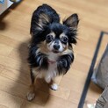 怖がりのローラちゃん