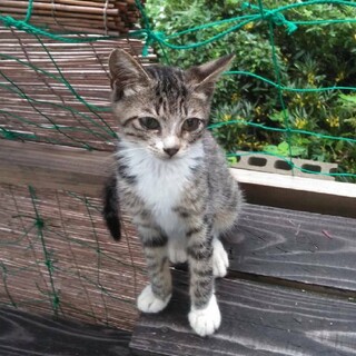 佐世保市★手術予定★キジ白ソックスちゃん