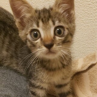 仔猫の可愛さいっぱい、キジトラのホープ君！