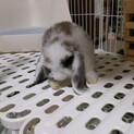 とにかく元気なおチビちゃんです！