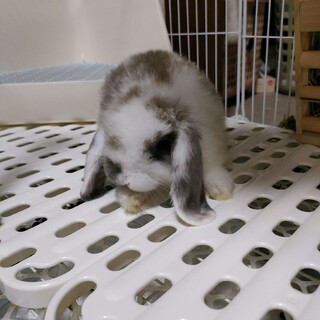とにかく元気なおチビちゃんです！