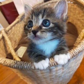 とにかく可愛いミトくん