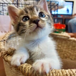 お膝大好きなケロくん