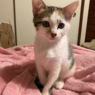 可愛い人慣れした猫とも仲良しの三毛のミーちゃん