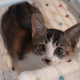 トライアル決定！まん丸おめめの三毛猫のへいちゃん♪