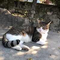 ミィ