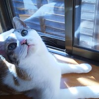 ミケぞう