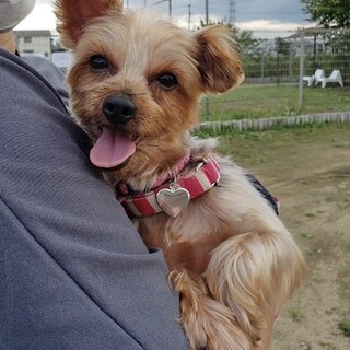 ヨークシャーテリア　ピノちゃん