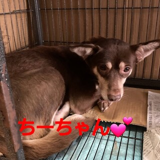 この子を助けてください。