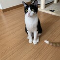 なが〜いシッポとクリクリお目目♡チロルくん