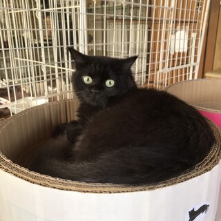 ありがとうございました★もふもふ黒猫りんちゃん