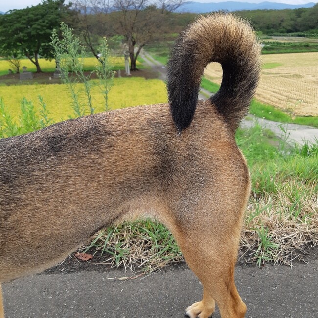 ちゃこやんのお家のカバー写真