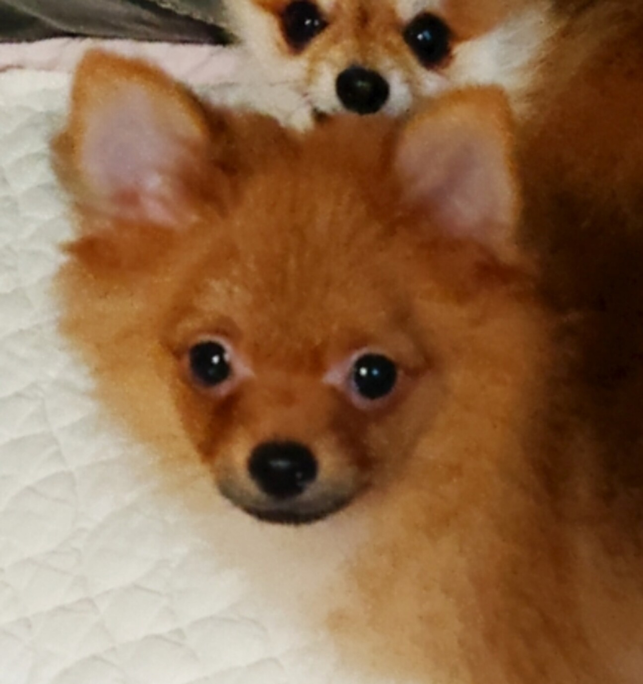 元気いっぱいピュナ子犬 神奈川県 犬の里親募集 ペットのおうち 月間利用者150万人