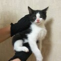 白黒ハチワレ男の子　里親さん決定!!